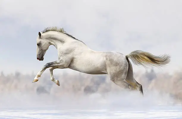 Photo of silver-white stallion