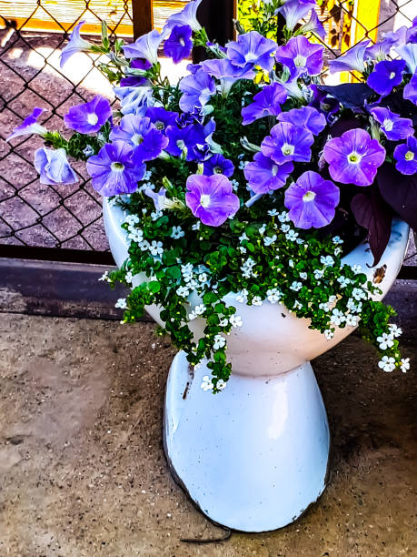 Decoration flowers in a toilet