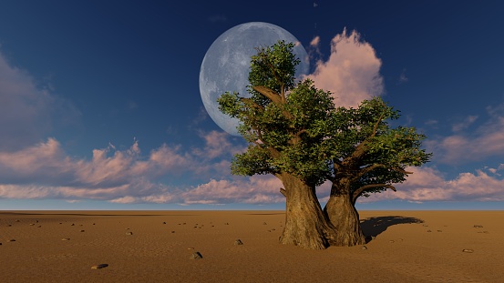 Árbol de baobab en el paisaje africano con luna y cielo al atardecer al fondo photo