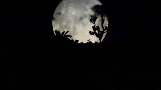 istock Trees with full moon in the background in night time 1367549614