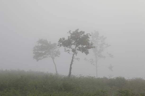 Fog over the field hiding the trees