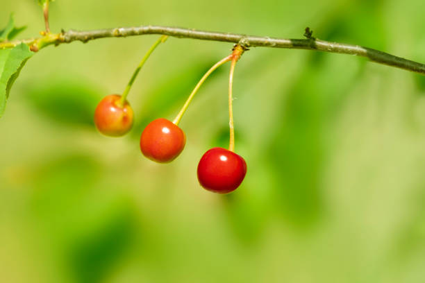 Three fresh juicy ripe cherries on a branch outdoors close-up  with copy space.