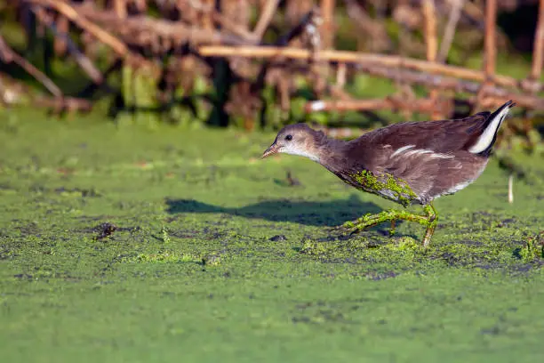 The common moorhen (Gallinula chloropus), also known as the waterhen or swamp chicken.