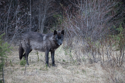 Rare Black Wolf Spotted In Banff Stock Photo - Download Image Now ...