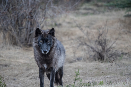 A portrait photo of a wild black wolf sighting in Banff National Park, Alberta, Canada. There are under 20 wolves left in the national park.