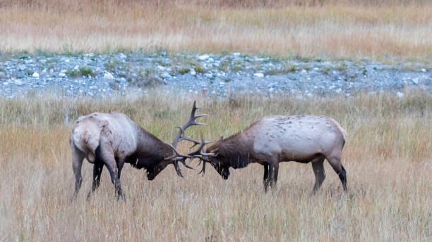 With antlers locked head to head, a pair of bull elk spar as a third grazes in a dry meadow in the Front Range Rocky Mountains of Evergreen, Colorado.
