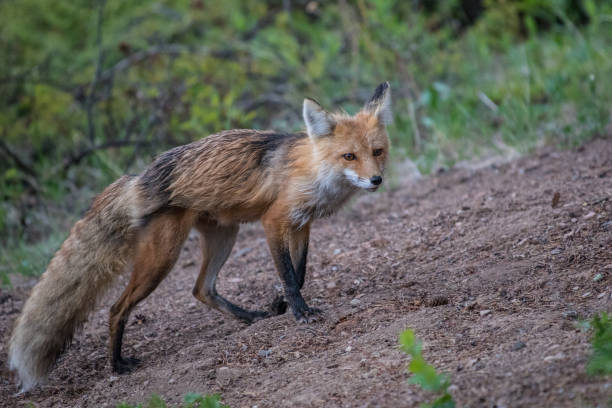 istock Wild Fox in Banff National Park 1367552438