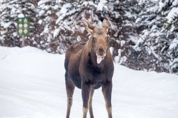 alci femmina a kananaskis - canada moose winter snow foto e immagini stock