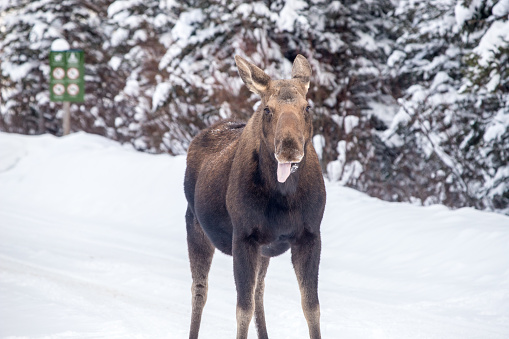 A portrait photo of a wild female moose standing up in snow with their tongue out in Kananaskis, Alberta, Canada.