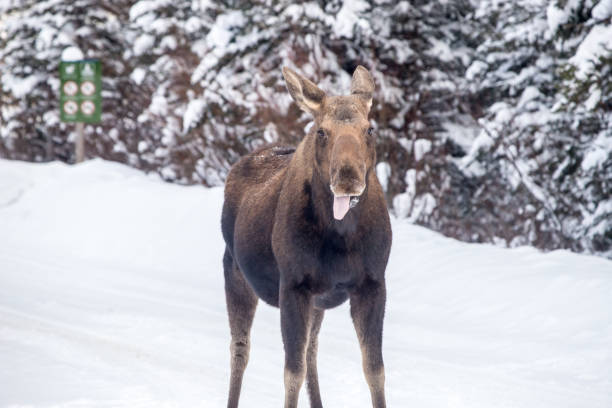 female moose in kananaskis - canada moose winter snow imagens e fotografias de stock