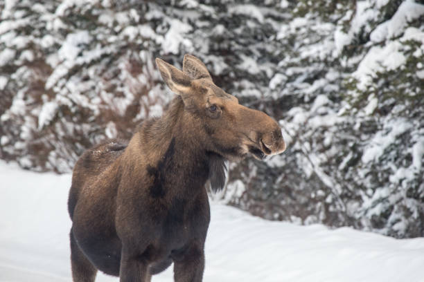 istock Female Moose in Kananaskis, Alberta, Canada 1367552466