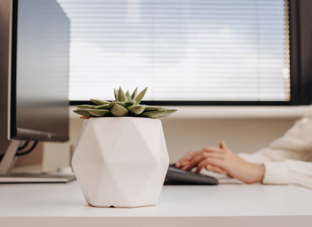 istock Closeup of succulent flower. Female hands typing on computer keyboard. Selective focus. Work from home concept. 1367554200