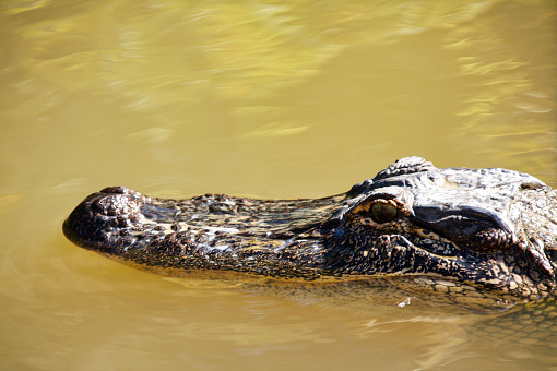 A close shot of an alligator's head in Louisiana's bayou