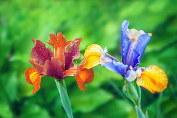 bellissimi fiori di iris multicolore luminosi in giardino in una giornata di sole. progettazione del paesaggio. chiudi. messa a fuoco selettiva - plant color foto e immagini stock