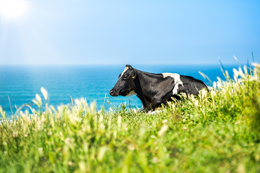 dairy cow grazing in the green pastures of Cantabria in Spain\