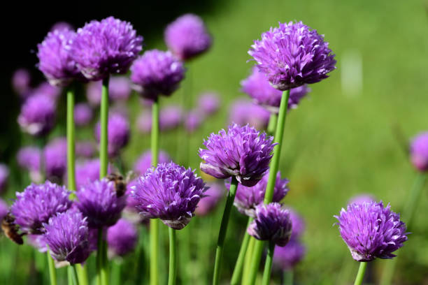 Fresh green blooming chives with purple flowers growing against a green background in the garden in spring Fresh green blooming chives with purple flowers growing against a green background in the garden in spring chives allium schoenoprasum purple flowers and leaves stock pictures, royalty-free photos & images