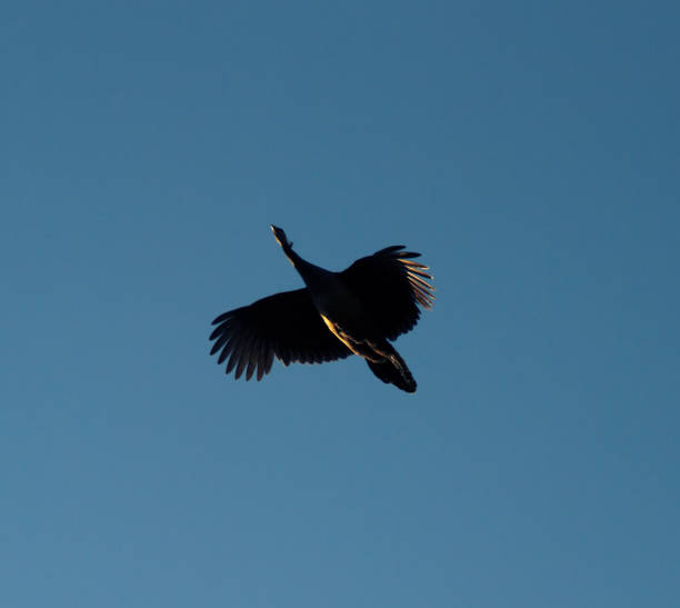 istock The male peacock in flight 1367555795