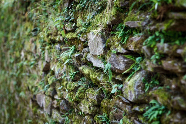 Side view at an ancient stone wall with green leaves near Orta San Giulio, Piedmont - Italy