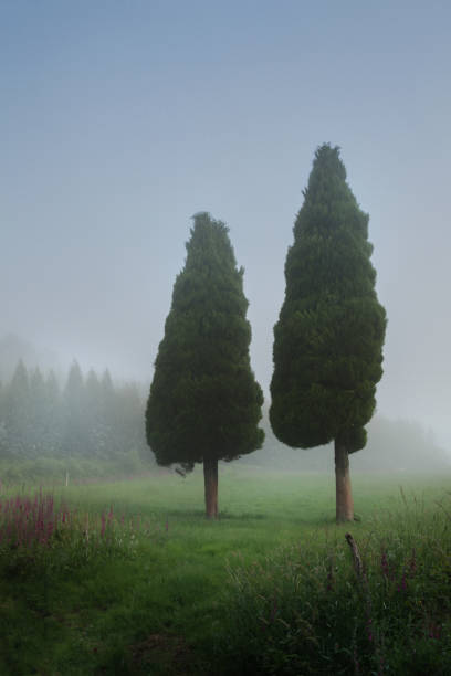 Two thujas in the fog on the field