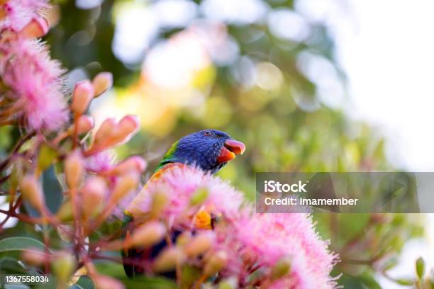 Rainbow Lorikeet Feeding On Gumtree Flowers Background With Copy Space Stock Photo - Download Image Now