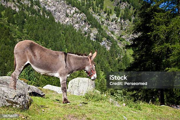 Foto de Burro Nos Alpes Italianos e mais fotos de stock de Animal - Animal, Animal de Fazenda, Animal de estimação