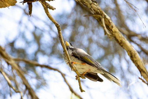 Noisy Miner bird Manorina melanocephala sitting on tree branch, background with copy space, full frame horizontal composition