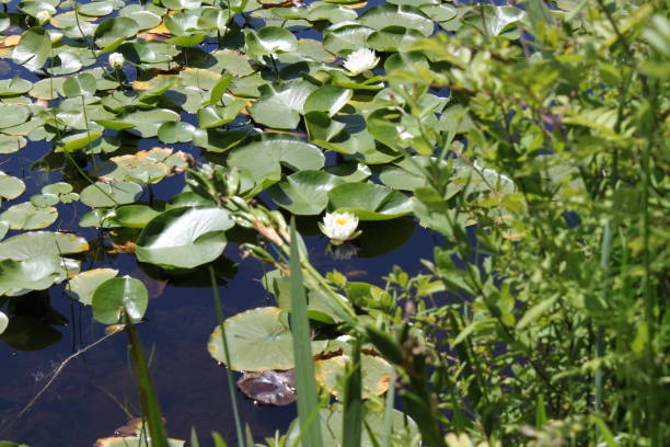 istock White Water Lilies on Lily Pads 1367563407