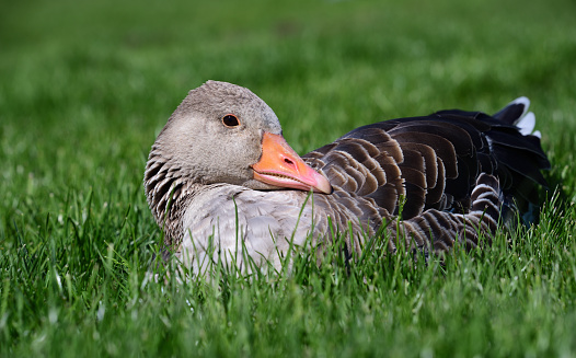 A small gray wild goose sits on the green grass and looks backwards