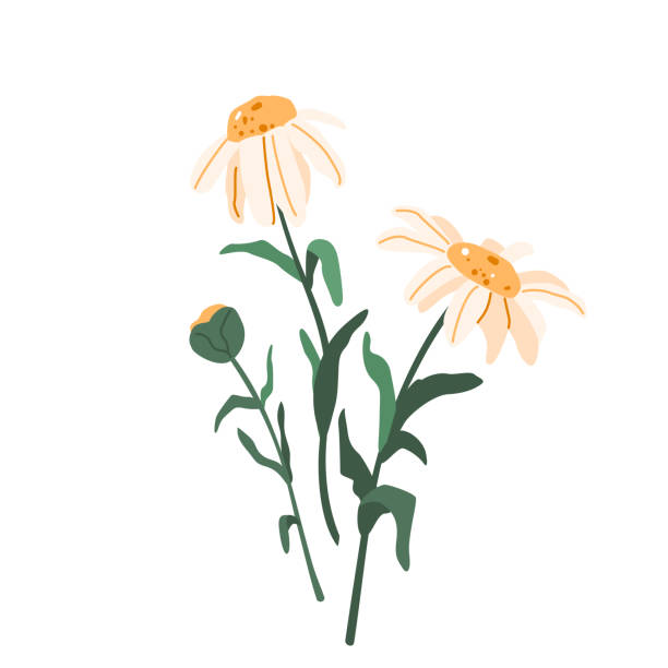 Chamomile flower vector illustration isolated on white background in modern simple style Chamomile flower vector illustration isolated on white background in modern simple style. daisy chain drawing stock illustrations