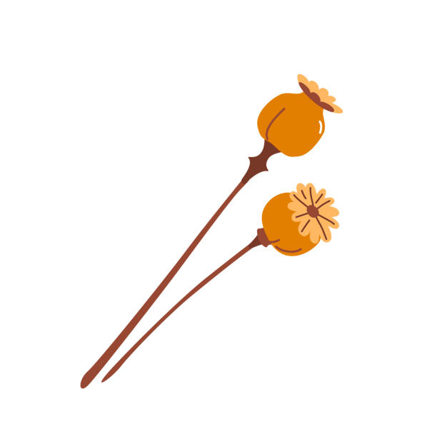 векторная иллюстрация спелого мака, изолированная на белом фоне в современном простом стиле - stem poppy fragility flower stock illustrations