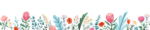 illustrations, cliparts, dessins animés et icônes de fond d’illustration vectorielle de bordure transparente de printemps de fleur. fleurs florales et éléments de feuilles en bannière horizontale dans un style plat de dessin animé moderne. isolé sur blanc - fleur de pavot plante