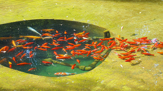 red ornamental fish swim in the pool in the park.