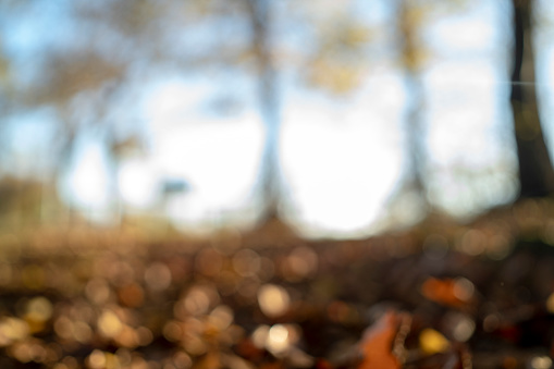 Autumn, fall background. Gold abstract bokeh defocused lights blurry nature.