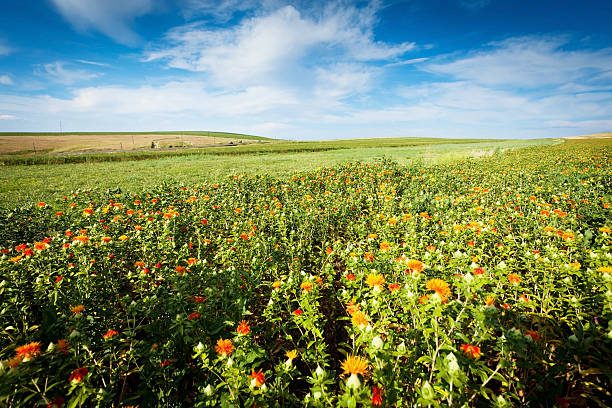 stock x safflower