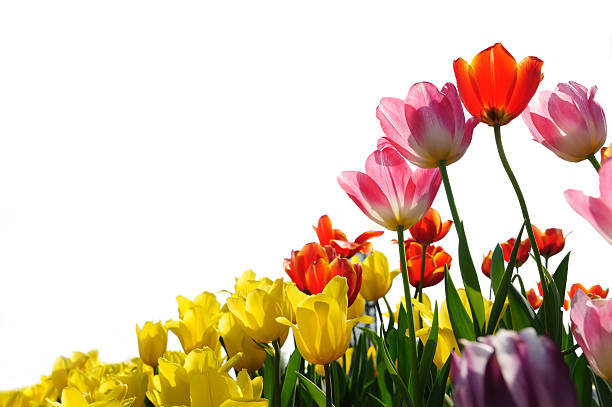 istock Field of tulip 136756999