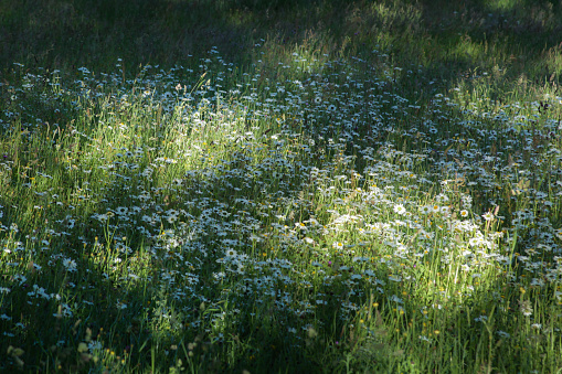 Forest clearing with daisies in patches of sunlight