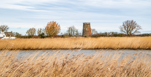 Golden reedbeds along the River Bure in marshland in Norfolk, UK