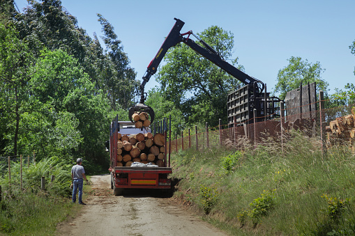2018 June 18. Spain. Canimo Primitivo. A special Crane - Forwarder - loads cut trees into a truck, under the close supervision of a worker.