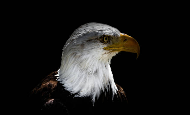 istock A bald eagle closeup at a falcrony in saarburg 1367574378