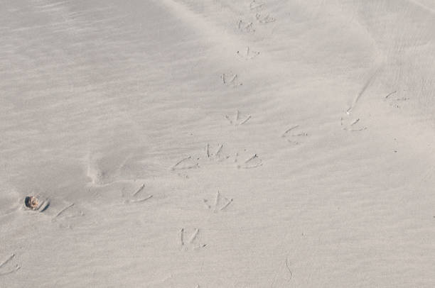 istock Bird tracks on wet sand 1367574421