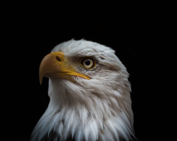istock A bald eagle closeup at a falcrony in saarburg 1367575134