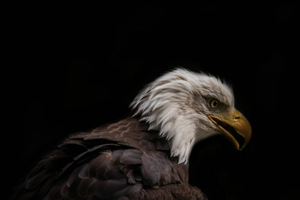 istock A bald eagle closeup at a falcrony in saarburg 1367575204