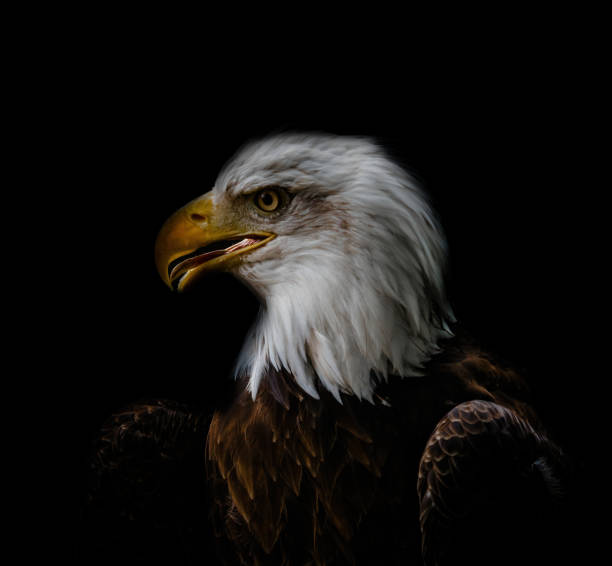 istock A bald eagle closeup at a falcrony in saarburg 1367575318