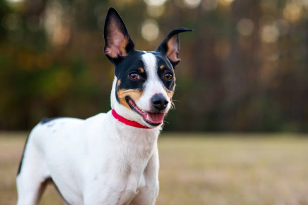 A toy fox terrier dog with short fur stands alert in a park next to a green bench. The dog appears friendly.
