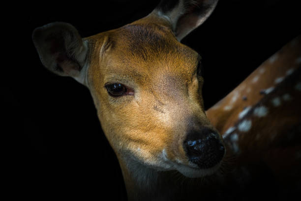 deer mammal fauna art animal closeup animalreserve copyspace