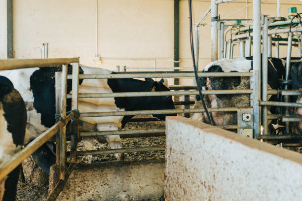 istock cows entering the rotary milking parlour one at a time 1367576277