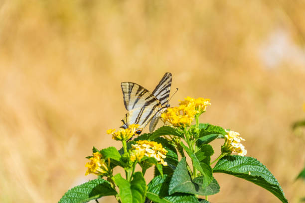 Scarce swallowtail eating yellow flower
