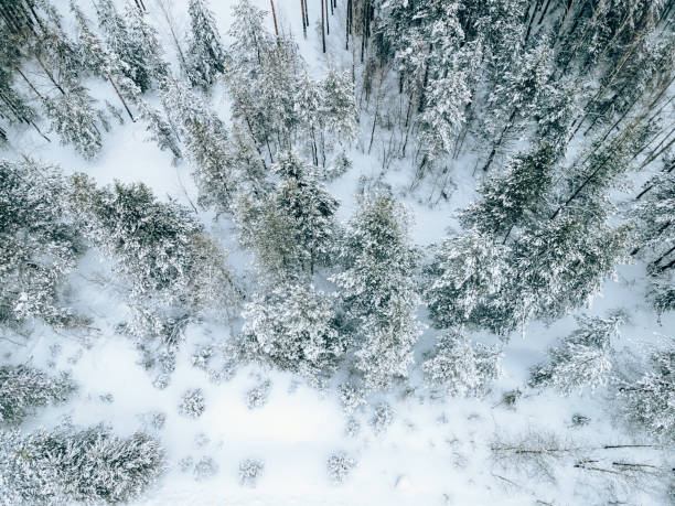 istock Aerial view of the forest 1367577124