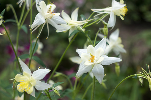 White Aquilegia flowers, beautiful spring flowers bloom, background