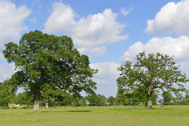 istock Oak Trees in a Green Field 1367578006